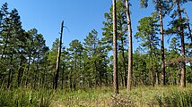 a Pinus echinata Savanna Cherokee County, Texas