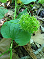 Virginiansarsaparilla (Smilax herbacea)