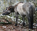 Cavall de raça Tarpan. De les mes properes als ancestres del primers cavalls domèstics.