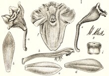 Vanilla abundiflora J.J.Sm. - Icones Orchidacearum Malayensium I Tab 06 fig. I (1930).tiff