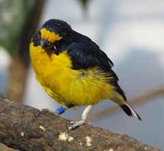 Euphonia violacea