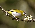 Black-capped white-eye