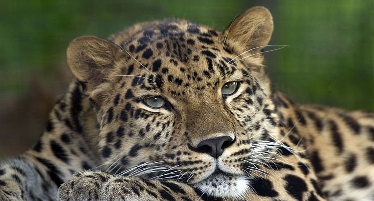 Фотография дальневосточного леопарда (Panthera pardus orientalis) в зоопарке Питсбурга