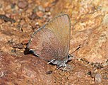 Adult, ventral view of wings.