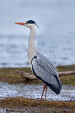 Ardea cinerea