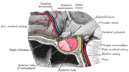 Hypofysepoortader