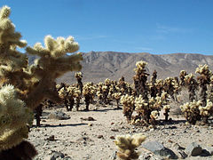 Cholla Cactus Garden