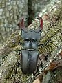 Hirschkäfer (Lucanus cervus)