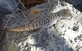 Madagascar Spiny Tailed Iguana at Tsimanampetsotsa National Park, showing pineal eye