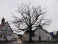 1 Eiche am ehem. Rathaus („Friedenseiche“)