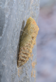 Papilio alexanor crisalide-Piemonte, Valle Gesso (CN)