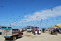 Local fisherman attract sea birds as they load the day's catch in Puerto López, Manabí Province, Ecuador.