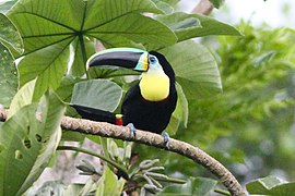 Toucan à gorge citron (Ramphastos citreolaemus)