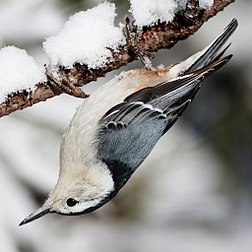 Une sittelle à poitrine blanche (Sitta carolinensis), dans le parc provincial Algonquin, en Ontario (Canada). (définition réelle 1 024 × 1 024*)