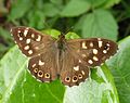 Speckled Wood butterfly (male)