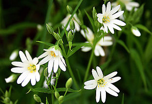 Stor fladstjerne (Stellaria holostea) Foto: Malene Thyssen