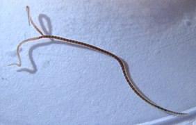 Lumbriculus variegatus, un oligochète lumbriculidé