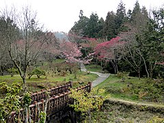 台湾嘉義県・阿里山