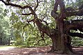 Вирджински вечнозелен дъб