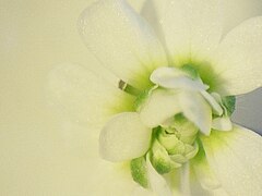 Mutation du gène AGAMOUS donnant lieu à une Arabidopsis à fleurs doubles.