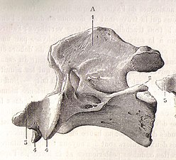 Vue latérale d'un axis de cheval