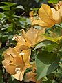 Bougainvillea glabra