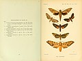 Book page showing watercolour plate of moth specimens