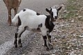 05 - Une chèvre près de Saint-Remèze