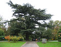 Cedrus atlantica, Domaine de Mariemont, Bèlgica