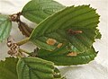 Повреждения Alnus glutinosa и чехлик C. binderella