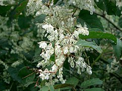 Photographie en couleur d'une panicule de fleurs blanches, avec de grands tépales et quelques fruits en formation.