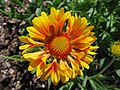 Gaillardia × grandiflora 'Oranges and Lemons'