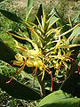 Hedychium gardnerianum (flor).