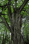 Weißbuche (Carpinus betulus)