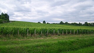 Vignes au lieu-dit « Les Bdeurs » ou « Sur le Château ».