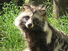 Usūrinis šuo (Nyctereutes procyonoides)