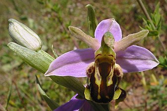 Ophrys apifera var. aurita.