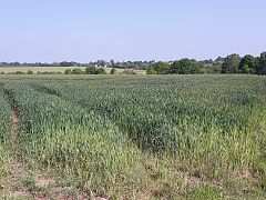 Photographie montrant des champs montant en coteau jusqu'au bourg.