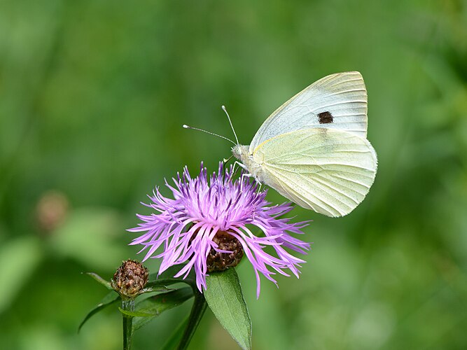 Белянка капустная (Pieris brassicae) на соцветии василька лугового (Centaurea jacea)