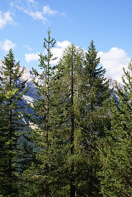 Pušis (Pinus), maumedis (Larix), kėnis (Abies)