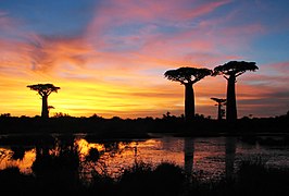 Baobabs al atardecer en Morondava, Madagascar.