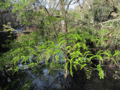 dřezovec vodomilný, Florida; Hillsborough River State Park