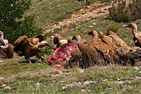 Gyps fulvus eating the carcass of a red deer in Spain