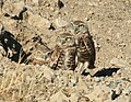 Family of Burrowing owls