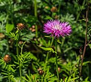 Centaurea hypoleuca