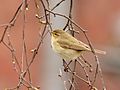 Zilpzalp (Phylloscopus collybita)