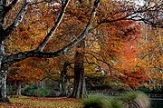 Autumn Trees