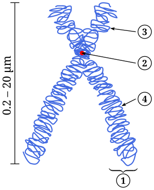 Esquema d'un cromosoma condensat. Cromàtide (1), centròmer (2), braç curt (p) (3), braç llarg (q) (4)