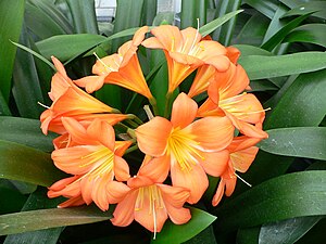 Clivia miniata