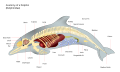 Image 7Anatomy of the bottlenose dolphin (from Toothed whale)